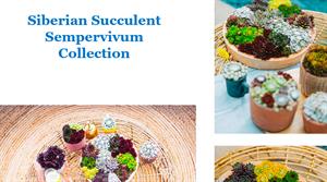 Lovania's Siberian Succulent Sempervivum Collection